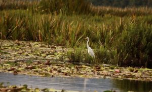 Menjelajah di Surga Burung Air