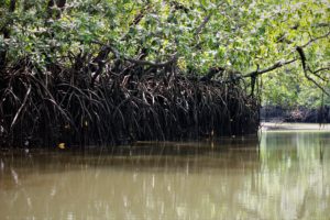 Nekat ke Sarang Buaya