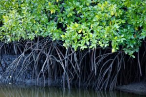 Kerusakan Kawasan  Hutan Mangrove di Konsel Memprihatinkan