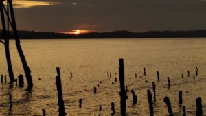 Konflik Buaya dan Manusia di Teluk Kolono