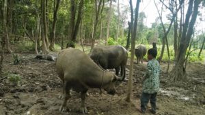 Nasib Peternak Kerbau Rawa Aopa