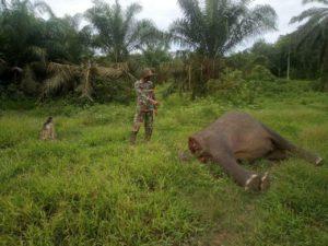 Pembantaian Keji Gajah di Indonesia