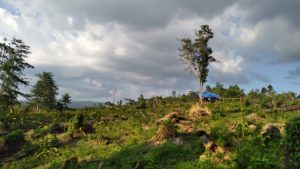 “Orang-orang” Kuat, Membongkar Hutan hingga ke Puncak Gunung