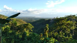 Sembilan Izin Konsesi Kawasan Hutan di Sultra yang Dicabut Pemerintah