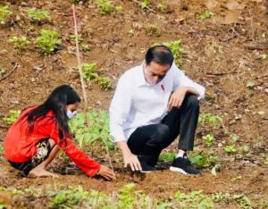 Presiden Jokowi Menanam Pohon