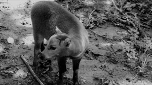 Jejak Anoa di Kawasan Hutan Konservasi Sulawesi Tenggara