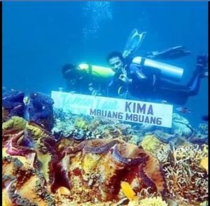 Kima, “Pahlawan Laut” yang Belum Terlindungi