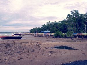 Menyedihkan, Luasan Hutan Magrove di Teluk Kendari Terus Menyusut