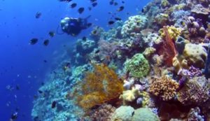 Menyelami Surga Bawah Laut Wakatobi