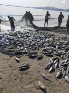 Fenomena Nelayan Jaring Ikan Dalam Jumlah Besar