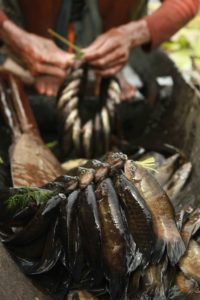 Konda Jadi Pusat Bisnis Ikan Air Tawar