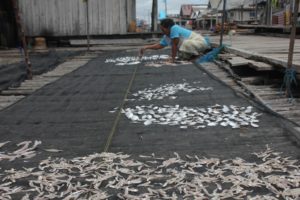 Geliat Bisnis Ikan Teri di Konsel, Suplai Hingga ke Batam