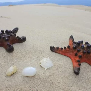 Cobalah Bersantai di Pantai Pulau Hari