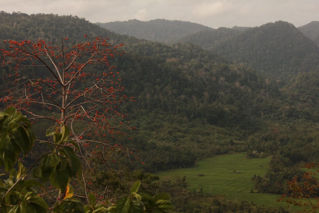 Hutan Lambusango, Rumah Sejuta Kehidupan