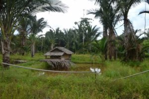 Ironi Sumber Mata Air dan Rumpun Sagu di Tengah Kepungan Perkebunan Sawit