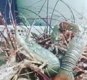 Potensi Bibit Lobster Konsel Jadi Komoditi Perikanan Nasional Terbesar