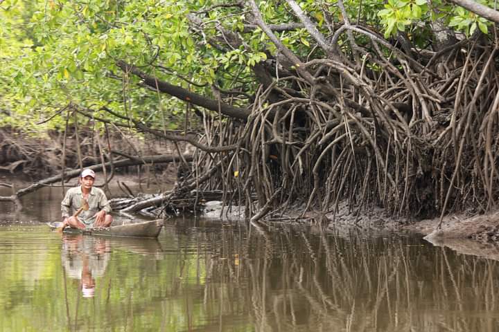 Menyibak Pesona Hutan Mangrove Taman Nasional Rawa Aopa Watumohai
