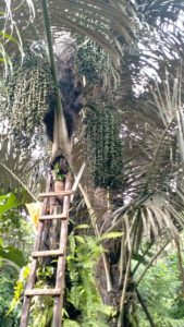 Baiknya, BUMDES Melirik Gula Aren, Agar Petani Aren Bisa Sumringah