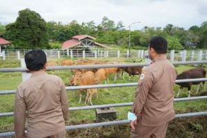 Karantina Pertanian Kendari Siaga Jaga Sultra Bebas PMK