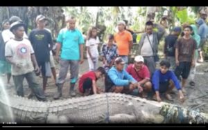 Seorang Kakek di Buton Tangkap Buaya Seberat 1 Ton