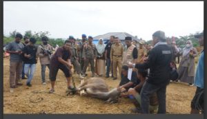 Walikota Kendari Berbagi Hewan Qurban Bagi Tenaga Honor Satpol PP, Tenaga Kebersihan dan Warga Sekitar