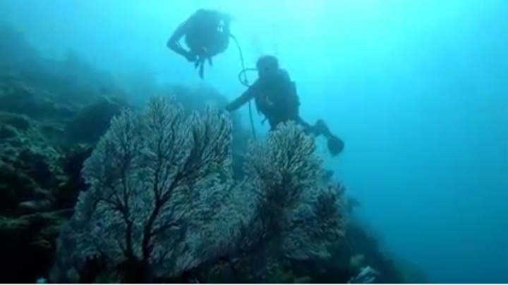 Asyiknya Snorkeling di Laut Padamarang