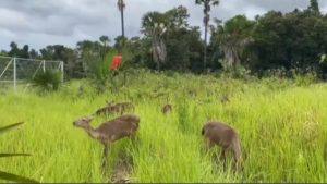 Mengintip Pusat Konservasi Rusa Timur Terbesar di Sultra