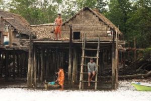 Hidup Mati di Hutan Mangrove Lanowulu