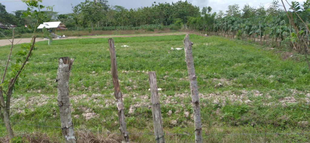 Petani Konsel Keluhkan Kelangkaan Pupuk