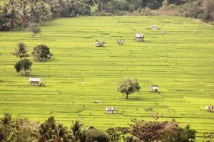 Kementrian Pertanian Dukung Perusda Konsel untuk Dorong Pertanian Berkelanjutan Berbasis Korporasi Petani