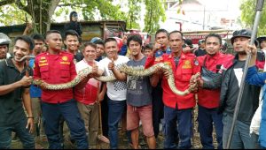 Damkar Kendari Berhasil Evakuasi Ular Sepanjang 3 Meter Dari Atas Loteng
