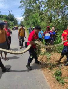 Gegerkan Warga Labibia Ular Sepanjang 6 Meter Dievakuasi Damkar Kendari