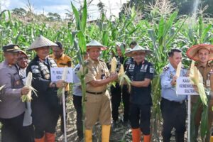 Pj Wali Kota Panen Raya Jagung Bersama Kelompok Tani Idaman Lapas Kelas II A Kendari