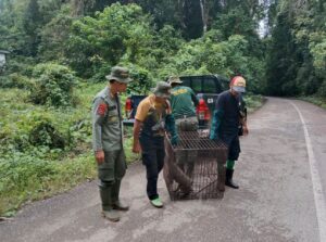 BKSDA Sultra Lepasliarkan Seekor Monyet Endemik Pulau Buton