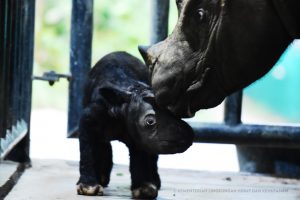 Menteri LHK: Tanda Ekosistem Membaik, Di TNWK Terus Menerus Lahir Anak Badak Sumatera