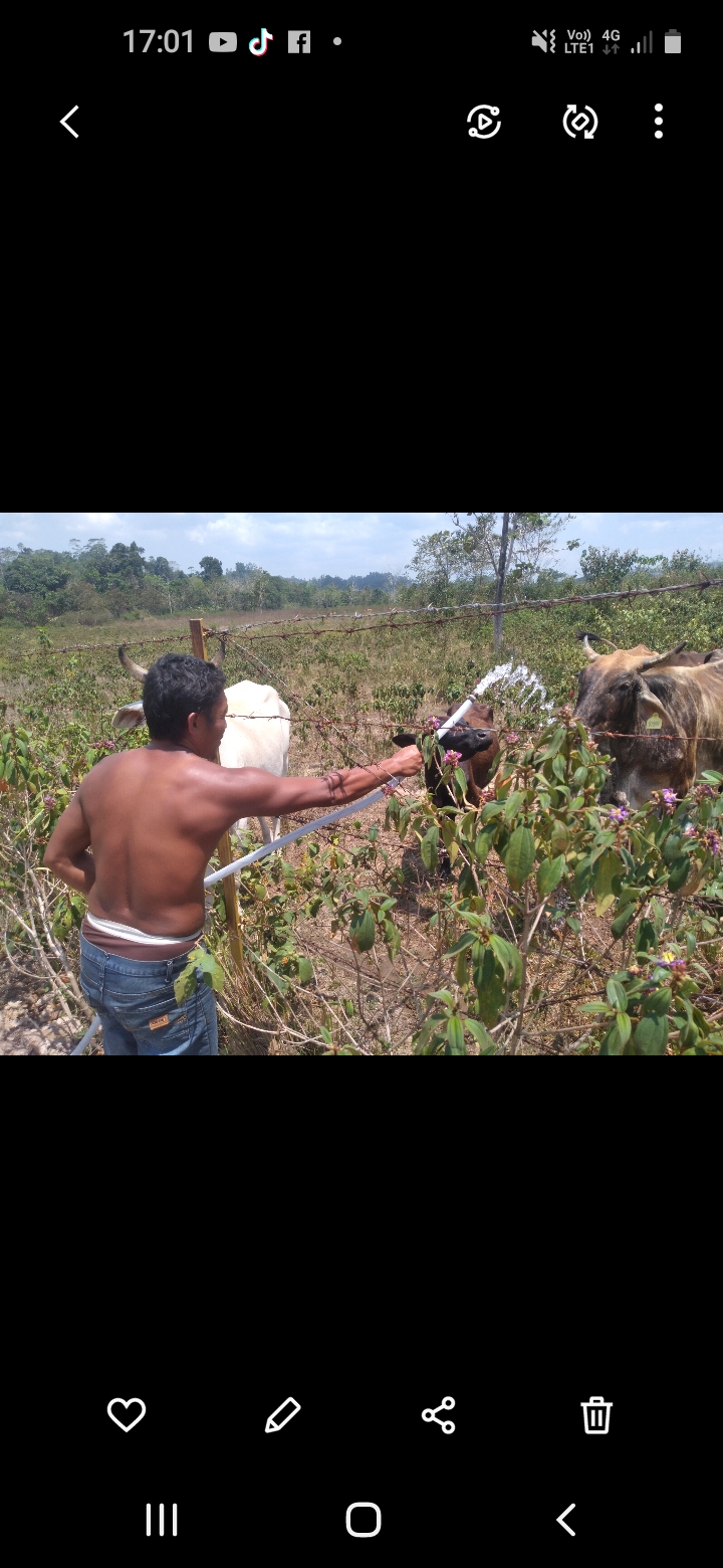 Kisah Inspiratif Emal, Peternak Sapi Sukses di Desanya