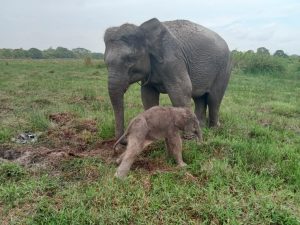 Kelahiran Bayi Gajah Sumatera, Susul Kehadiran Bayi Badak Sebelumnya di TN Way Kambas