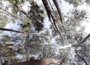 Tiga Pegiat Lingkungan Dorong Capres-Cawapres 2024 – 2029 Mengkaji Ulang Kebijakan Bioenergi Berbasis Hutan