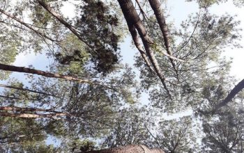 Tiga Pegiat Lingkungan Dorong Capres-Cawapres 2024 – 2029 Mengkaji Ulang Kebijakan Bioenergi Berbasis Hutan