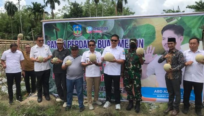 Bupati Koltim Hadiri Panen Raya Buah Melon di Desa Lalowura