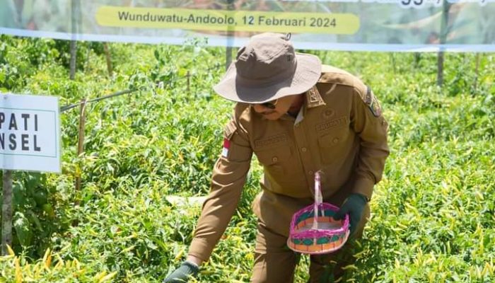 Bangkitkan Semangat Pertanian Guna Menahan Inflasi, Bupati Surunuddin Panen Raya Komoditi Cabai