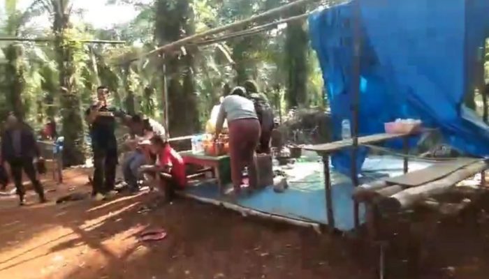 Polsek Wiwirano Konut Gerebek Lokasi Judi Sabung Ayam di Kebun Sawit
