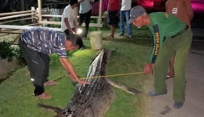 BKSDA Sultra Evakuasi Buaya yang Masuk di Pemukiman Warga