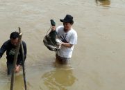 Mengenal Tradisi Turun Temurun Masyarakat Tolaki, Ini Cerita Molupai