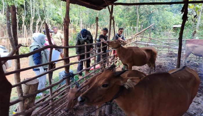Pj Gubernur Cek Ketersediaan Stok Hewan Qurban Jelang Idul Adha 1445 H