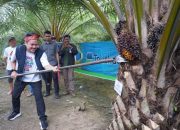 Bupati Koltim Panen Raya Kelapa Sawit di Kecamatan Lambandia