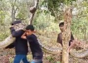 Warga Punggaloba Tangkap Ular Piton Berukuran Besar di Bukit Tahura