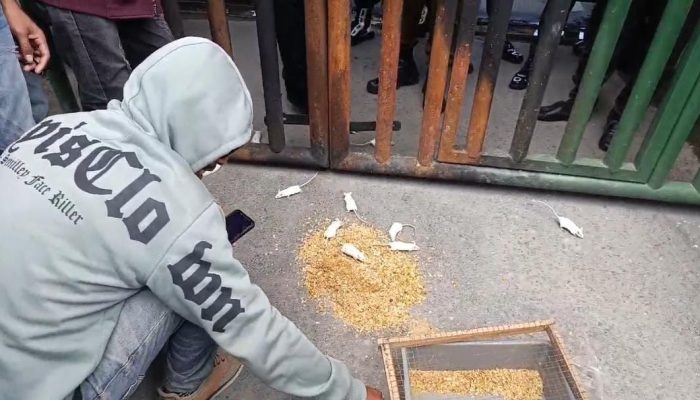 Tantang Jaksa Ungkap Korupsi Sektor Pertambangan, Mahasiswa Bawa Tikus di Kejati Sultra