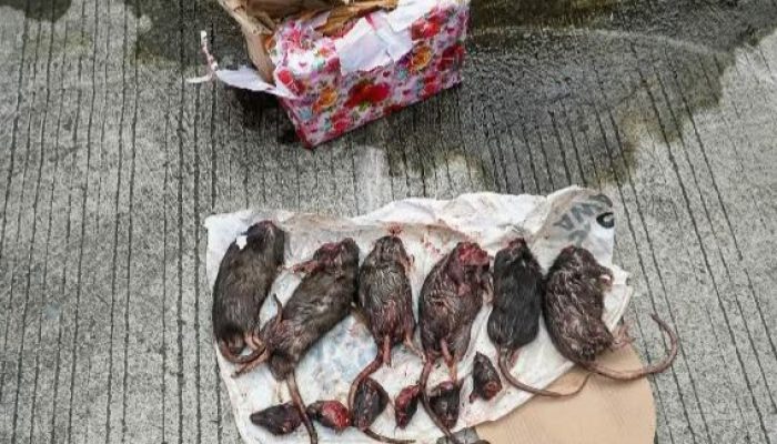 Kantor Redaksi Tempo Kembali Mendapatkan Teror, Kali Ini Kiriman Bangkai Tikus Terpenggal
