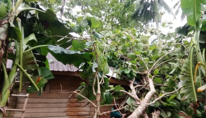 Bencana Angin Puting Beliung Terjang Kecamatan Kolono Konsel